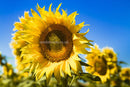 Sunflower - Giant Yellow Single - Seeds to Sow Limited