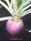 Swede Marian - Seeds to Sow Limited