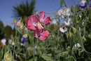Sweet Pea - Incense Mixed - Seeds to Sow Limited
