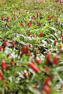 Chilli Thai Hot - Seeds to Sow Limited