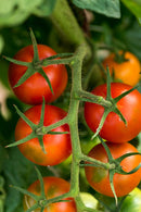 Tomato Gardeners Delight - Seeds to Sow Limited