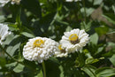 Zinnia Giant Polar Bear