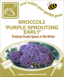 Broccoli Purple Sprouting Early - Seeds to Sow Limited