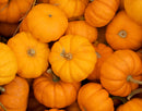 Pumpkin Jill Be Little - Seeds to Sow Limited