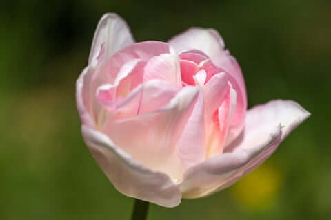 Tulip Angelique