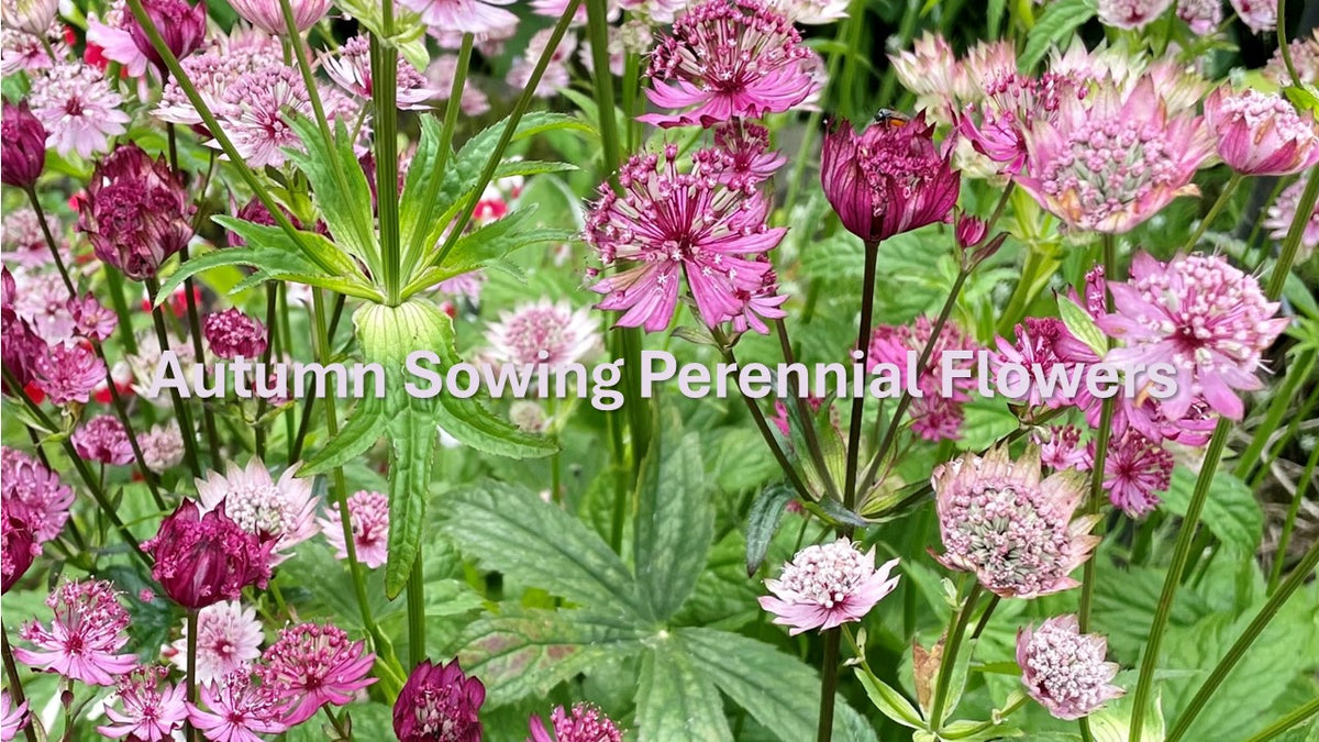 flower seeds to plant in autumn Seeds to Sow - Allotment Seed Collection