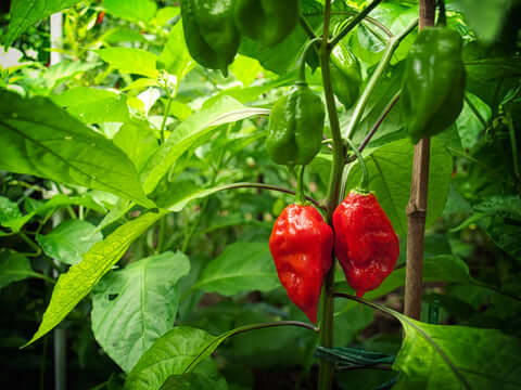 Bhut Jolokia The Ghost Pepper Seeds
