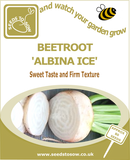 Beetroot Albina Ice