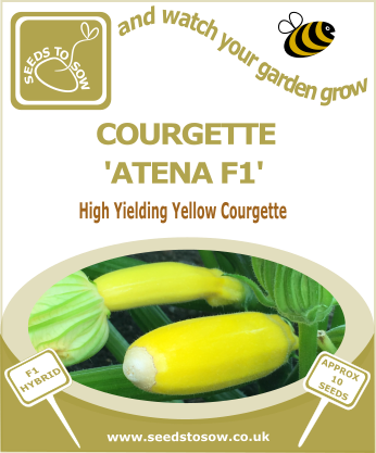 Courgette Atena F1