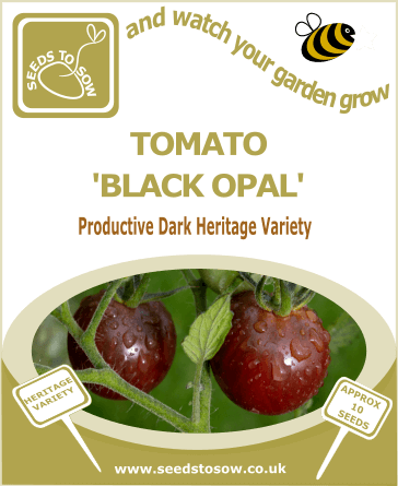 Tomato Black Opal