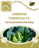Hispi cabbage seeds