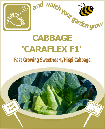Hispi cabbage seeds