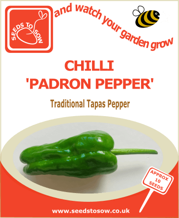 chilli padron traditional tapas pepper