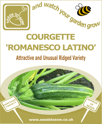 Courgette Romanesco Latino