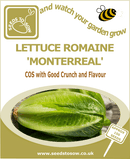 Lettuce Romaine 'Monterreal'