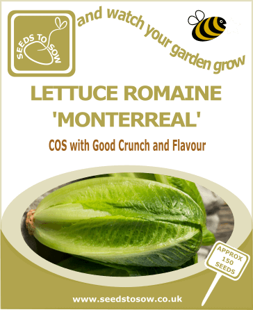 Lettuce Romaine 'Monterreal'