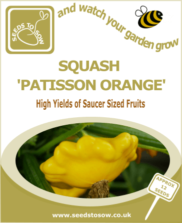 Squash Patisson Orange