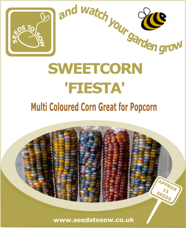 Sweetcorn Fiesta Seeds