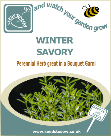 Winter Savory Seeds