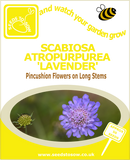 Scabiosa Atropurpurea Lavender