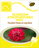 Scabiosa Altropurpurea Red Seeds