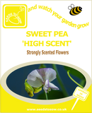 High scent sweet pea seeds