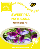 Sweet Pea - Matucana