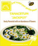 Tanacetum Jackpot Seeds