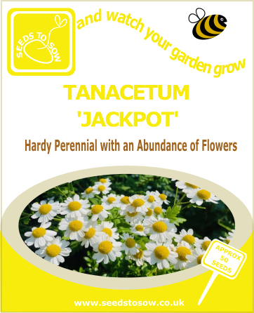 Tanacetum Jackpot Seeds