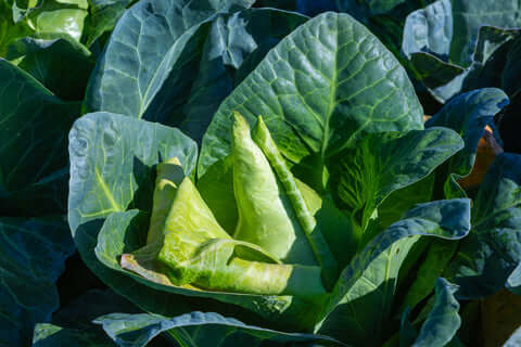 Hispi cabbage