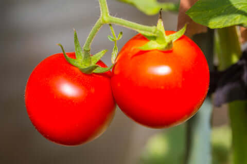 Tomato Crimson Crush F1