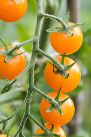Tomato Golden Crown Goldkrone Seeds
