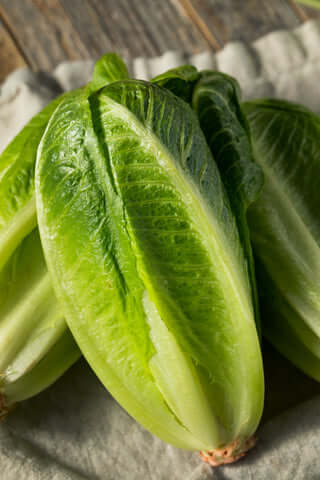 Lettuce Romaine 'Monterreal'