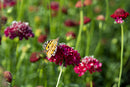 Scabiosa Altropurpurea Red Seeds