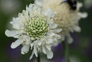 Scabiosa White Seeds