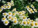 Tanacetum Jackpot Seeds