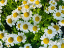 Tanacetum Jackpot Seeds
