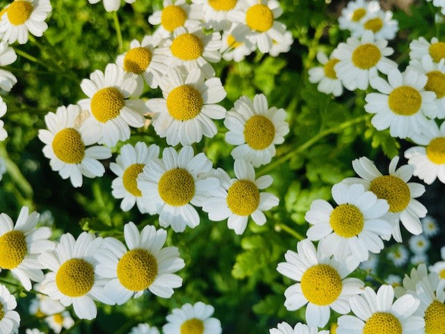 Tanacetum Jackpot Seeds