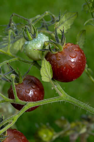 Tomato Black Opal