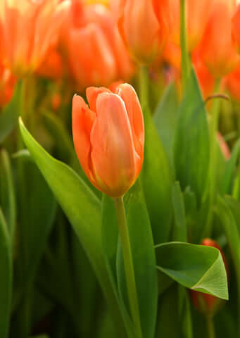 Tulip - Orange Brilliant