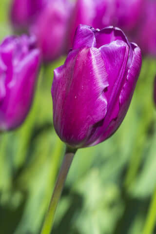 Tulip - Purple Flag