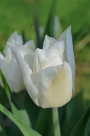 Tulip White Prince