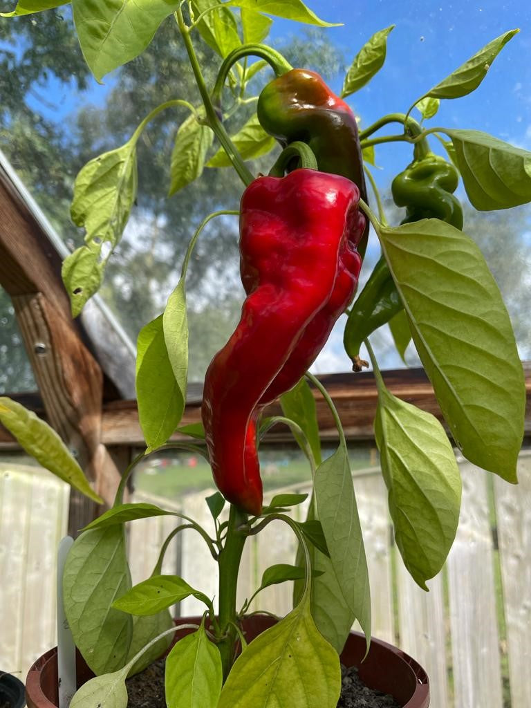 Sweet Pepper Long Red Marconi