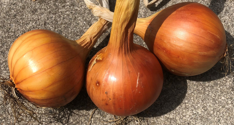 Onion Ailsa Craig Seeds