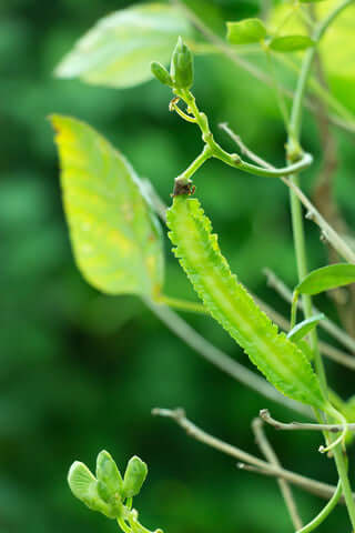 Asparagus Pea - Seeds to Sow Limited