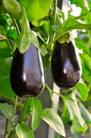 Aubergine Black Beauty - Seeds to Sow Limited