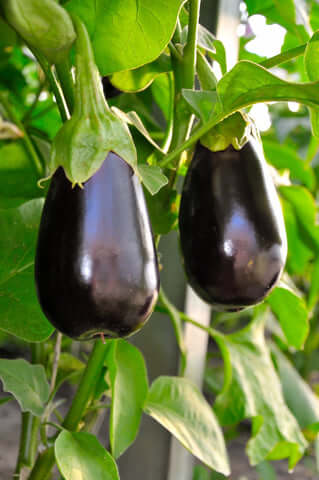 Aubergine Black Beauty - Seeds to Sow Limited