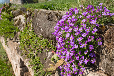 Aubrieta Seeds