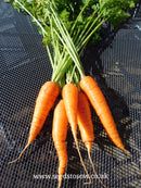 Carrot Autumn King 2 - Seeds to Sow Limited