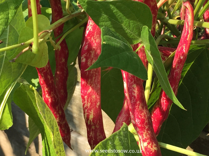 French Bean Climbing 'Borlotto Lingua di Fuoco' - Seeds to Sow Limited